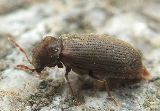 Как выглядит точильщик